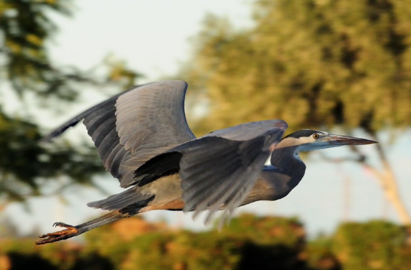 Heron Flight