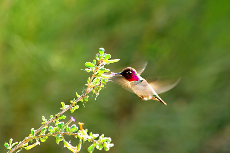 Hummingbird