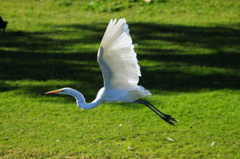White Heron in Flight