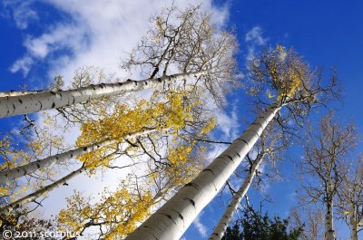 Last Aspen