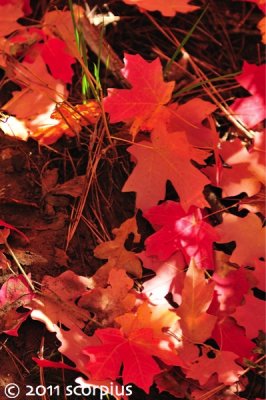 Bigtooth Maple Leaves