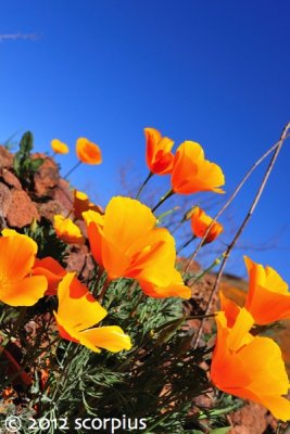 San Carlos Poppies