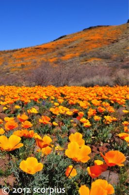San Carlos Poppies
