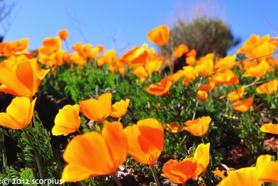 San Carlos Poppies
