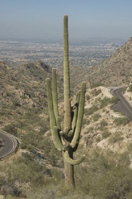 Large Saguaro