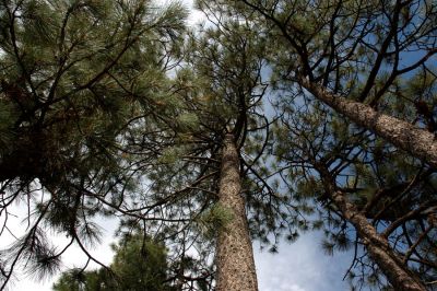 Trees