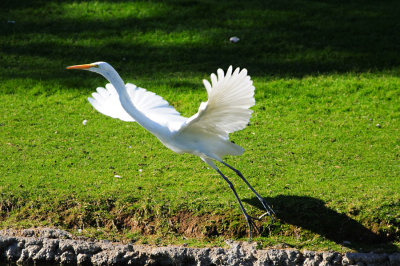 White Heron Takeoff
