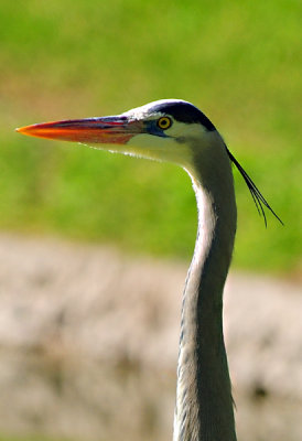 Blue Heron Closeup