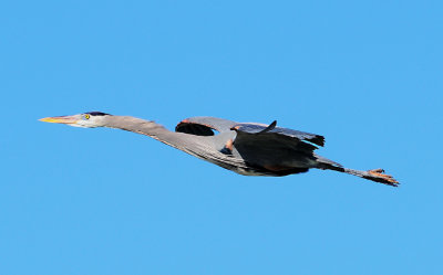 Blue Heron Approach 1