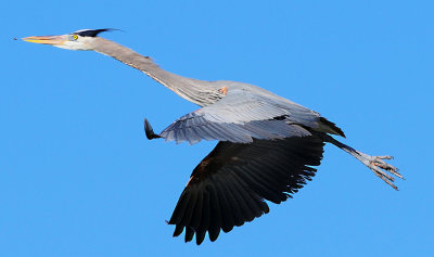 Blue Heron Approach 2