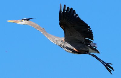 Blue Heron Approach 3
