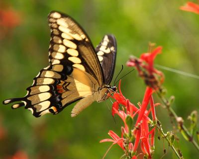 Giant Swallowtail, underside