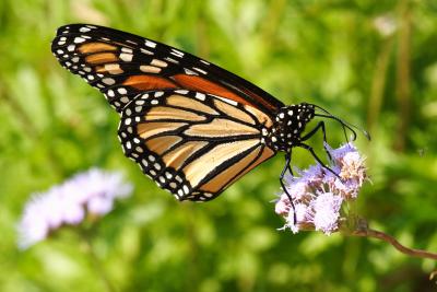 Monarch