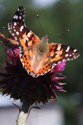Painted Lady.jpg