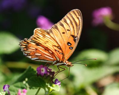 Gulf Fritillary