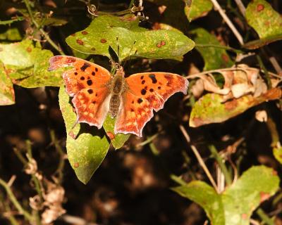 Eastern Comma