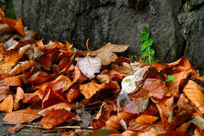 DSC_6849.jpg