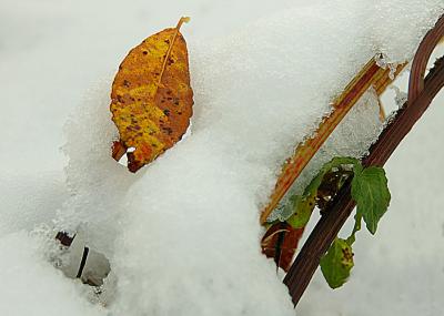 DSC_7067.jpg