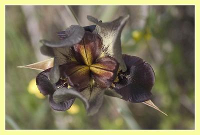 Dark-purple Iris