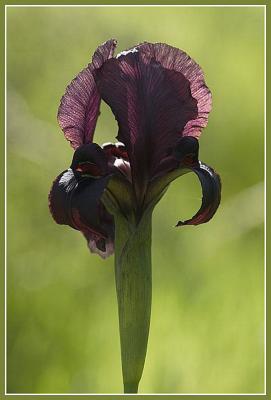 Dark-purple Iris  