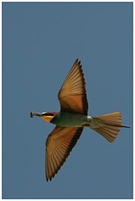 Bee-eater eating a ..bee 