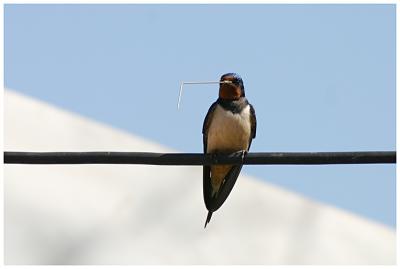 Barn Swallow  