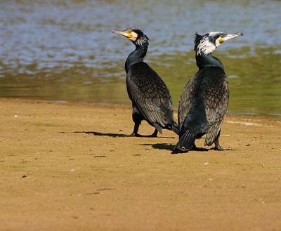 I'm not talking to you (Cormorant)