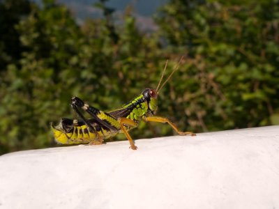 Cricket