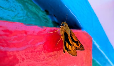 Butterfly