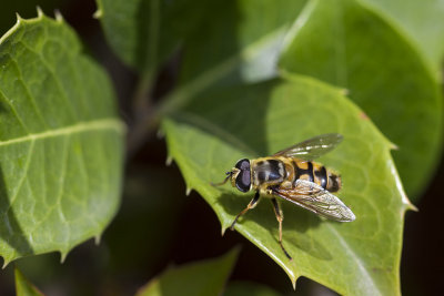 Bee
