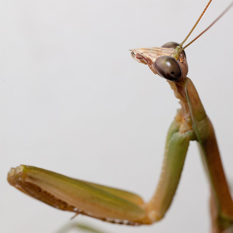 Praying mantis praying 7250