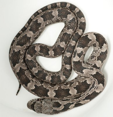 Baby snake 7357