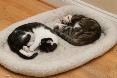 Kittens sleeping 7390.jpg