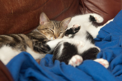 Kittens sleeping 7397.jpg