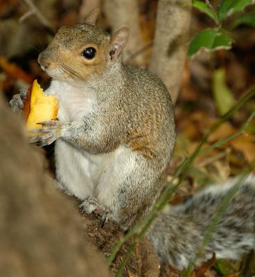 Squirrel w pumpkin 5841.jpg