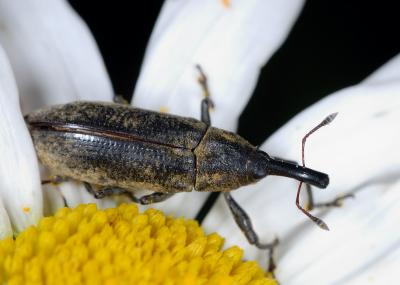 Snout beetle on daisy 0975 (V53)
