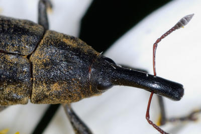 Snout beetle 0975 crop (V53)