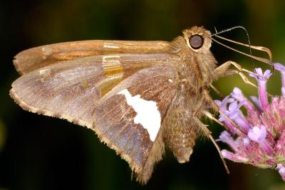 Skipper butterfly 1263 (V54)