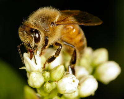 Bee 1298 (V54)