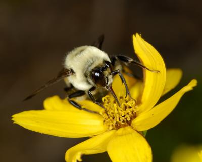 Bee on coreopsis 1462 (V54)