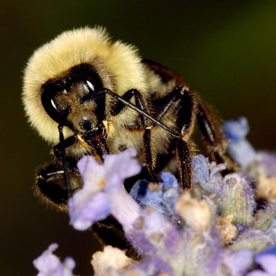 Bee on flower 1546 (V56)