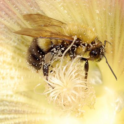 Bee on Hollyhock 1586 (V56)