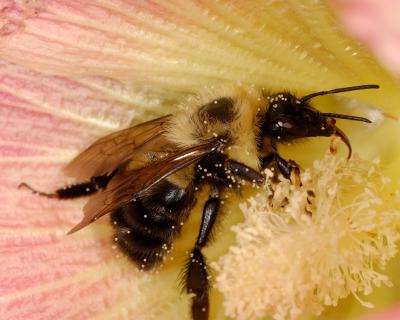 Bee on Hollyhock 1600 (V56)