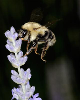 Bees in flight