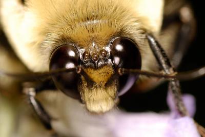 Bee 1722 (V56)