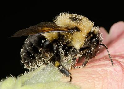 Bee on Hollyhock 1570 (V56)