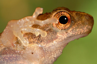 Tree-frog 1990 100% crop (V57)