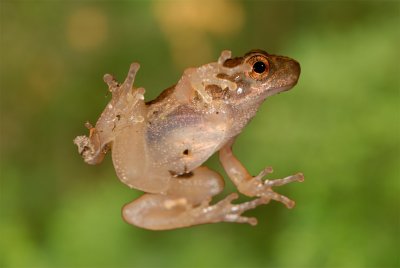 Tree-frog 1990 (V57)