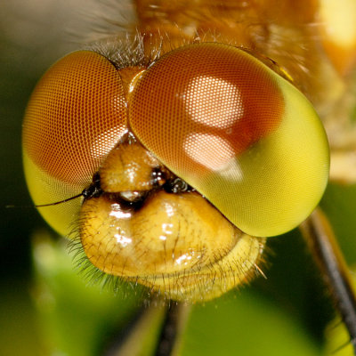 Dragonflies and Damselflies