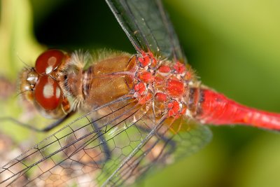 Dragonfly 2156 (V58)